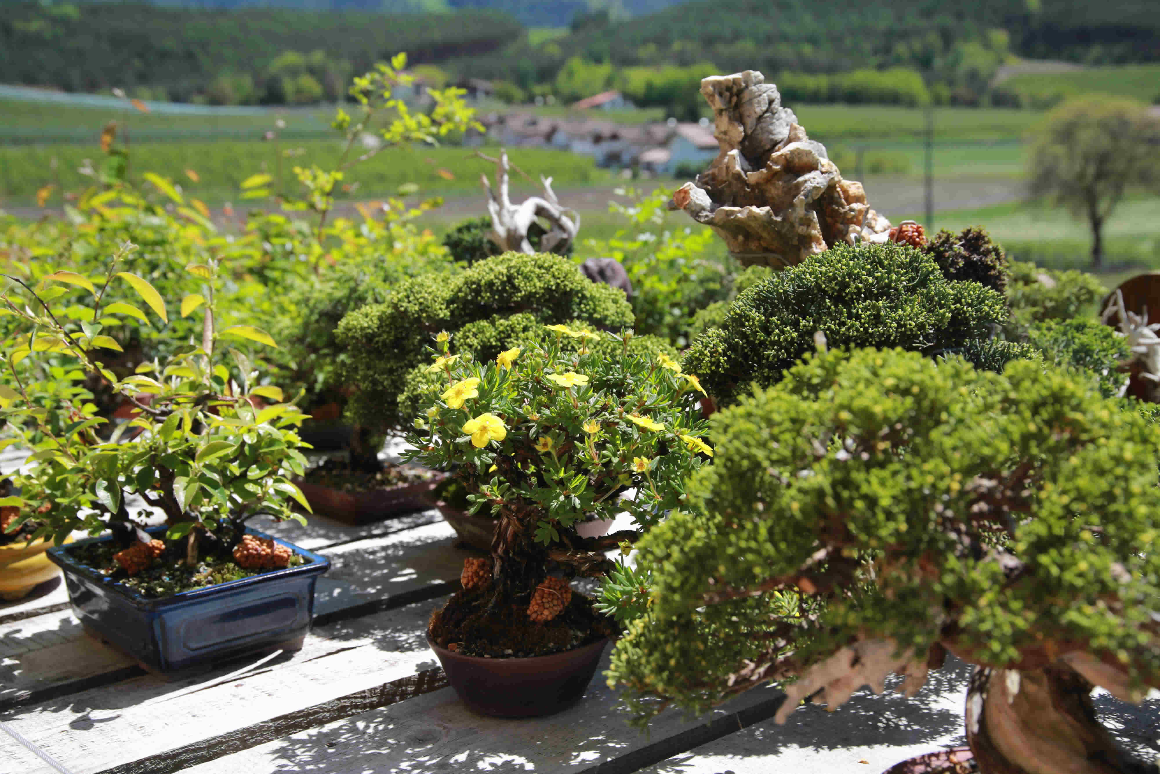 Shohin Potentilla Fnffingerkraut