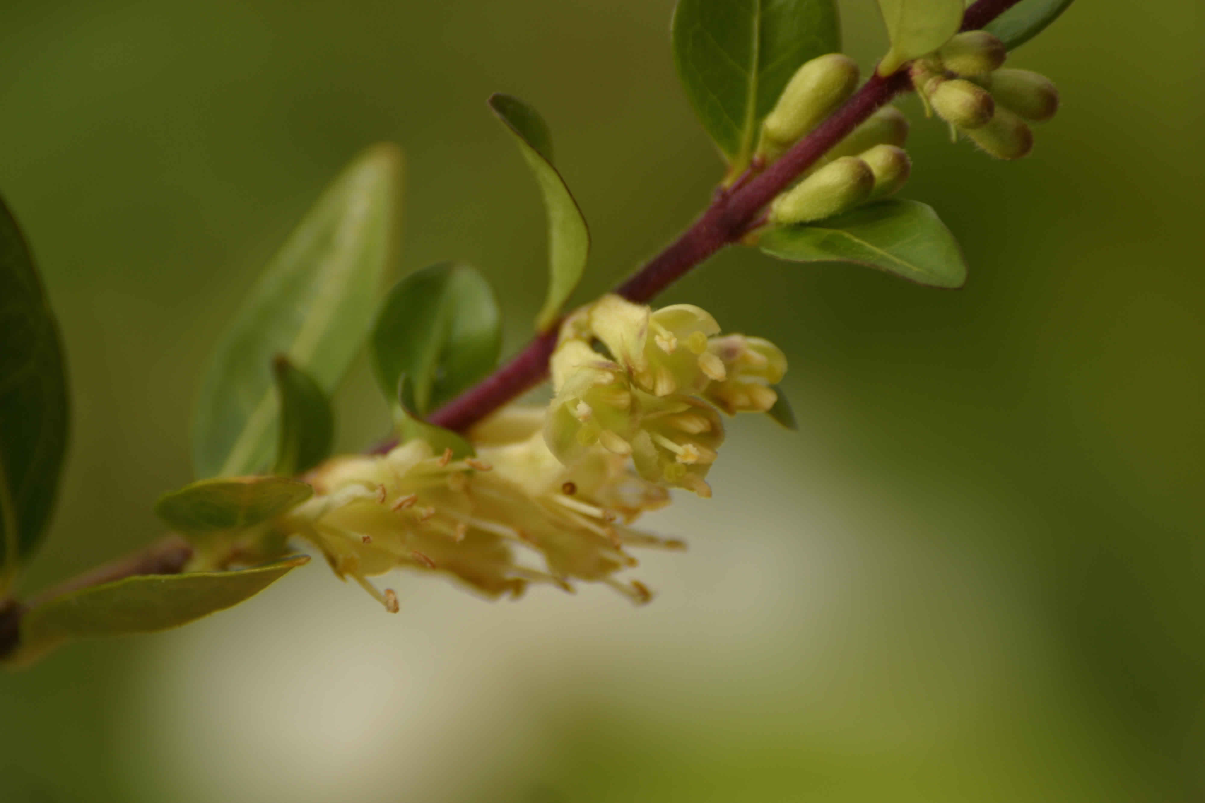 Shohin Lonicera pileata Heckenkirsche