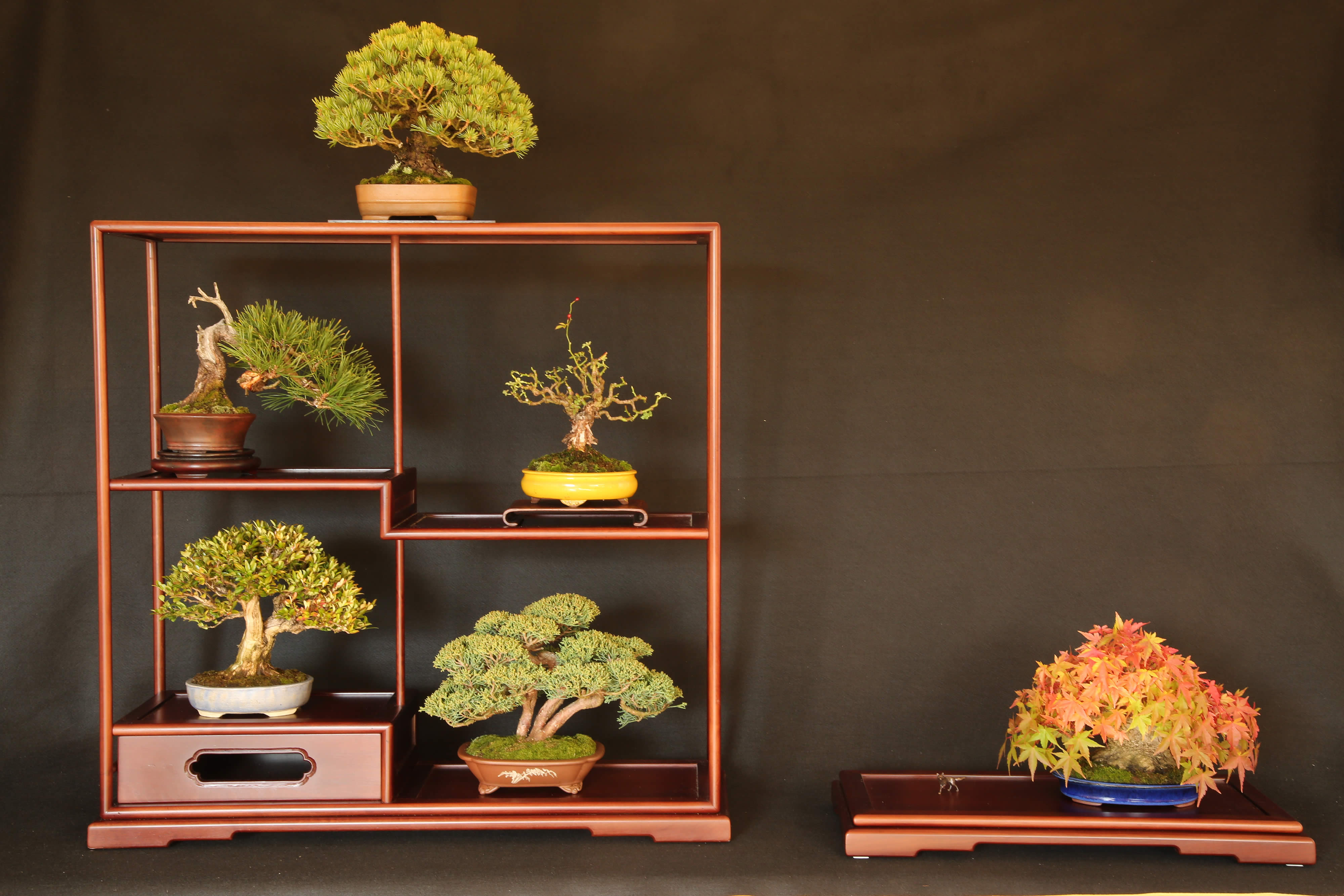 Affichage Bonsai Shohin